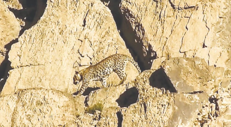 Watch: Rare Persian leopard spotted in Balochistan’s Hingol National Park