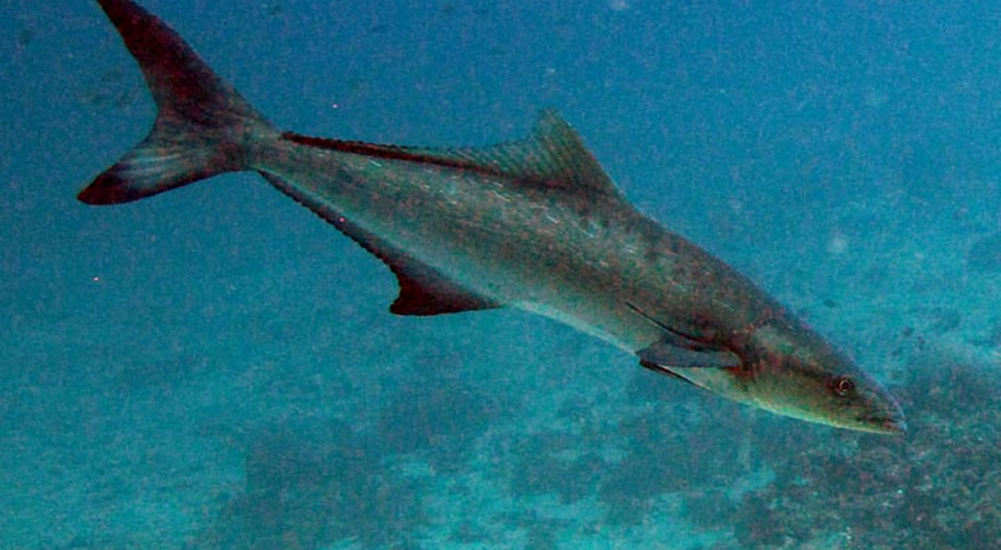 Two new species of cobia fish discovered in Gwadar