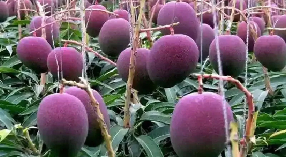 Karachi farmer successfully cultivates the world’s most expensive mango Miyazaki 
